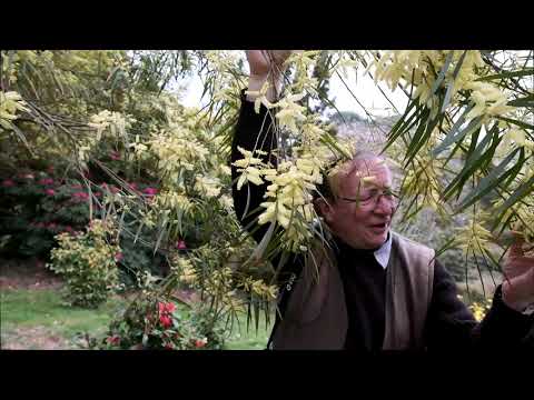 Acacia - spotlight on four species