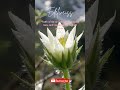 Edelweiss Blooming Timelapse – Beauty from the Mountain Silence