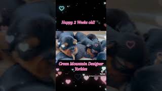 Yorkie Puppies At 2 Weeks Old