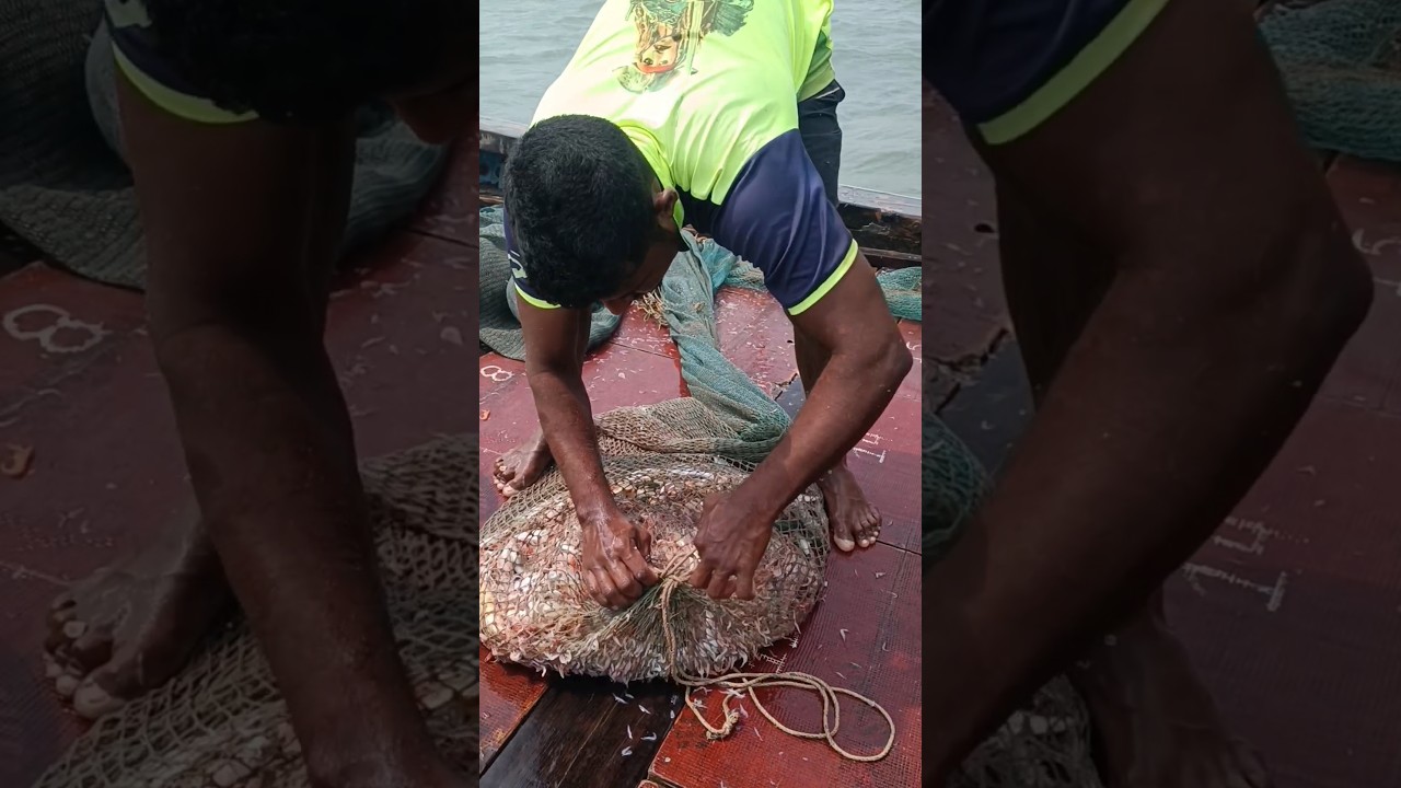 खोल समुद्रामध्ये जाळीत भेटले तारली मासे. sardin fishing. Mumbai Indian fishing #seafood #fishing