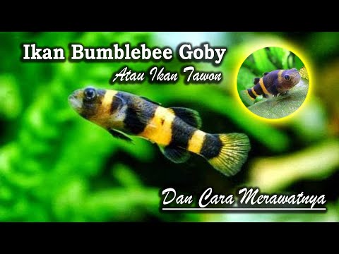 Video: Merawat Goby Bumblebee Air Tawar