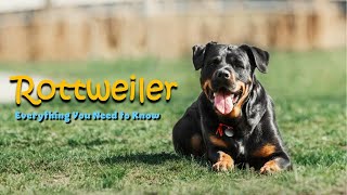 Rottweiler The Powerful, Loyal & Protective Guardian Explained