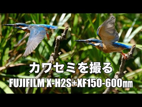FUJIFILM MX900ACE ※希少品※ Yahoo!オークション -「ace」(フィルム) (カメラ、光学機器)の