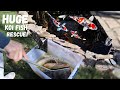 HUGE KOI FISH RESCUE MISSION *PART 2* (Adding New Koi To The Pond)