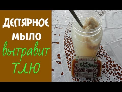 КАК ВЫТРАВИТЬ ТЛЮ ДЕГТЯРНЫМ МЫЛОМ