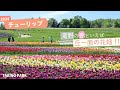 チューリップ 2024 滝野すずらん丘陵公園