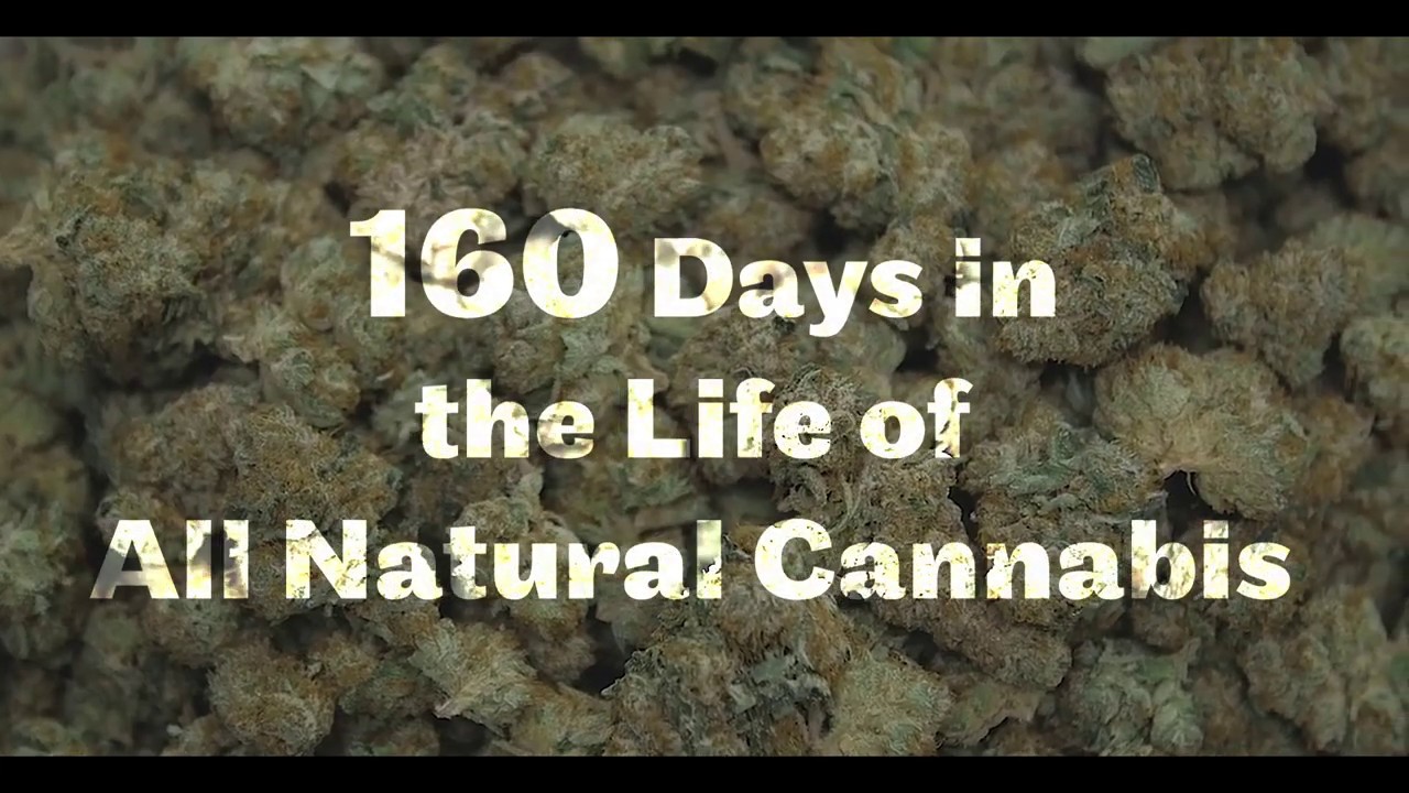 Whole Grow - Cannabis Cultivation Consulting