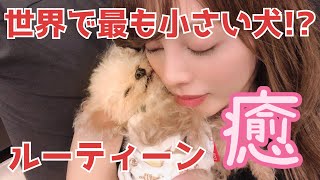 【ルーティーン】成犬850gのティーカッププードル　ある日のルーティーン世界で最も小さな犬！？【犬】【ティーカッププードル】【toypoodle】【マイクロティーカップ】