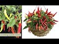 growing upside down banna peppers technology