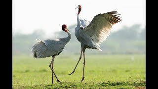 sarus flying cranes mysore zoo birds tallest