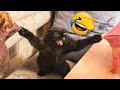 Funny Сats and Kittens That Will Make You Laugh 😹 - Funny Animal's Life