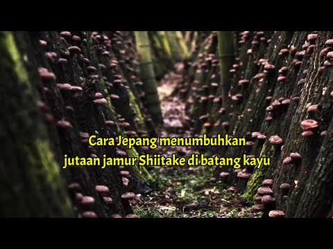 Video: Bisakah Anda Menanam Jamur Shiitake Di Dalam Ruangan - Tips Menanam Jamur Shiitake