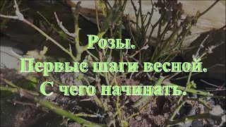 Розы. Первые шаги весной.С чего начинать. Питомник растений Е. Иващенко