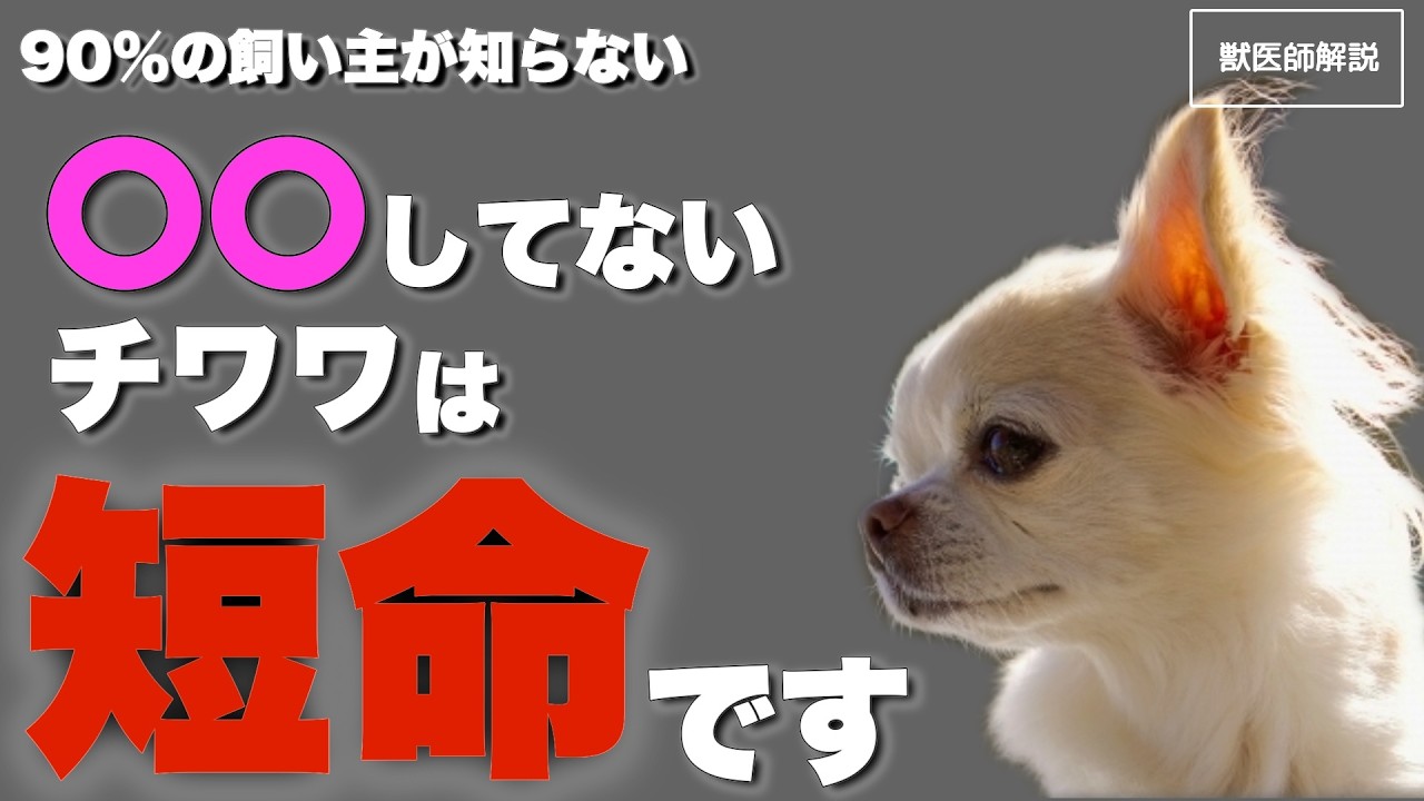 【早く気づいて】寿命を縮めるチワワの共通点を獣医師が解説