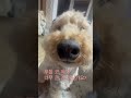 푸들 코 치고 너무 큰 거 아닌가요?