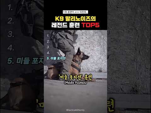 k9말리노이즈의 레전드훈련Top5#랭킹쇼츠 thumbnail