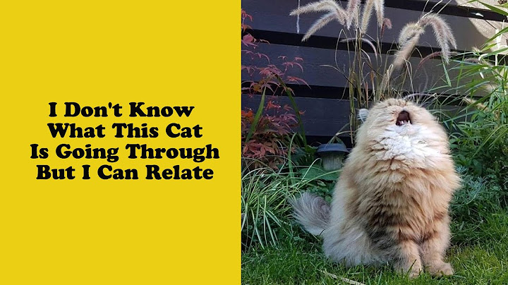 50 Of The Best Cat Posts That Are Impossible Not To Scroll Through - Adorable cat