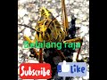 Suara Belalang Raja Masteran Burung Kicau Murai Batu Dll Mp3 - Mp4 Download