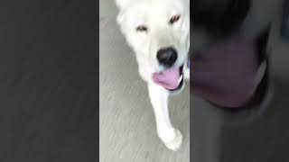 Akbaş Kurt Ş Öpek