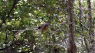 Fantail Hallway