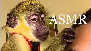 ASMR Monkey Grooming | Nature Original ASMR, Relax, Satisfying, Sleep, Chill, Tingles