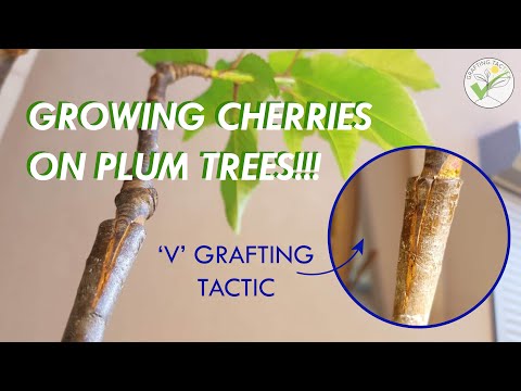 Video: How To Plant A Plum? Grafting In Spring And Autumn For Beginners, Stock Selection. Can You Graft On Cherries? Do I Need To Plant A Plum Grown From The Root?