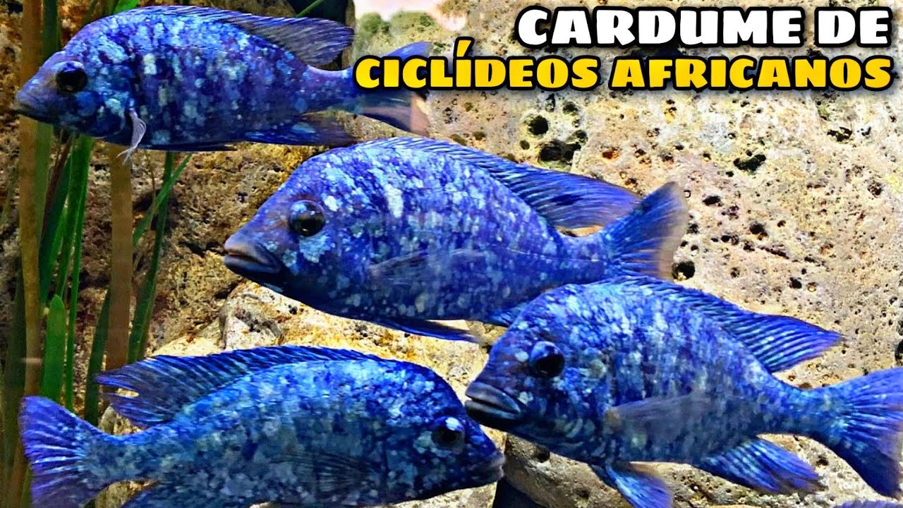 TOP 5 CICLÍDEOS AFRICANOS DE CARDUME