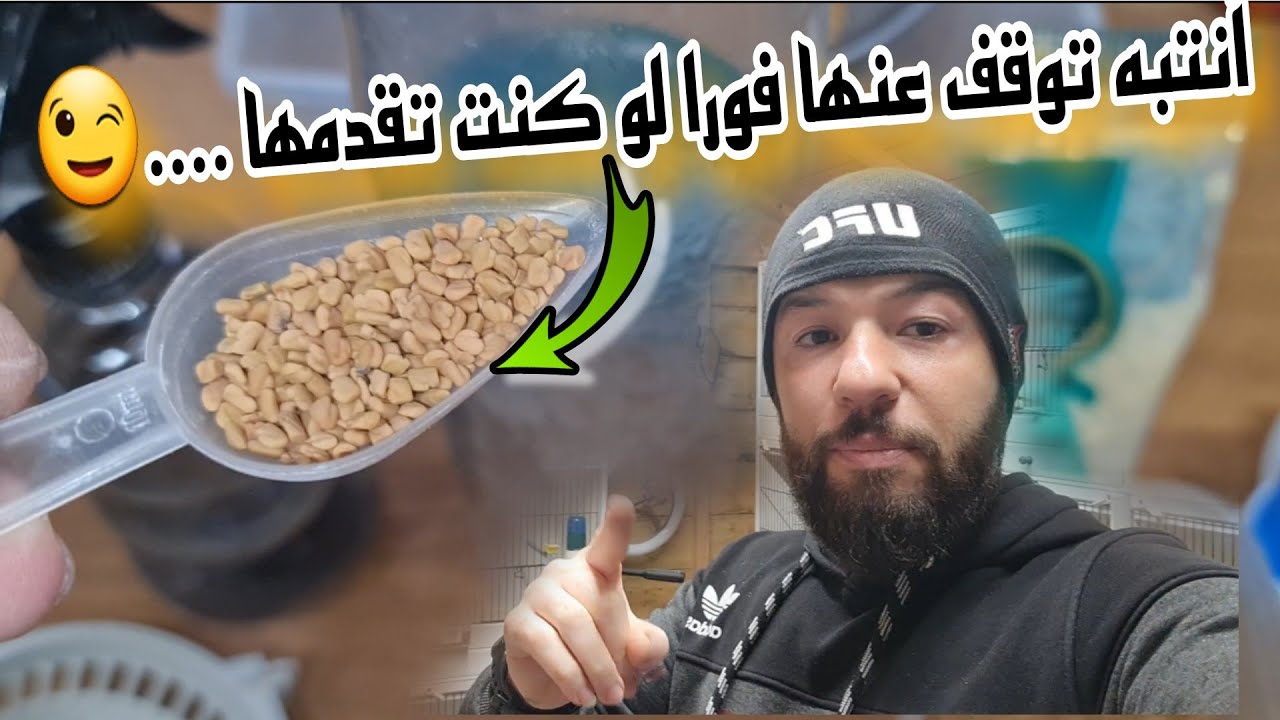 الحلبة كما لم تسمع عنها من قبل(لا تقدم الحلبة بهذه الطريقة)أسرار وفوائد#birds #animals