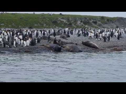 king penguin colony, South Georgia