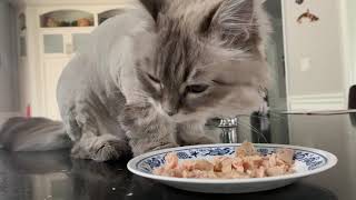 Siberian cat loves to eat tuna by Aegon Cat 831 views 2 years ago 9 minutes, 12 seconds