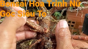 #65 Cách Tạo Bonsai Hoa Trinh Nữ -  Gốc Siêu To Chưa Từng Thấy | Miền Tây Ấn Tượng