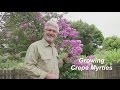 How to Grow Crepe Myrtle