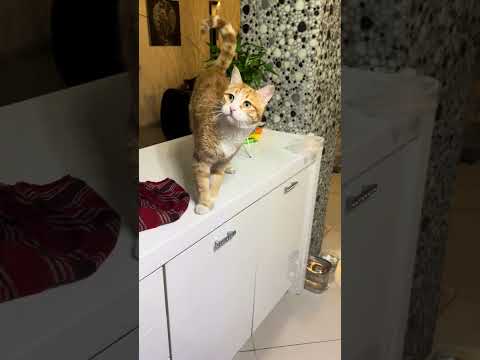 عاشقه بازی با فویله اصلا صدای فویل بیاد هر جا باشه سه سوت رسیده