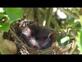 Blue Jay Snatches Up A Baby Chipping Sparrow From Its Nest