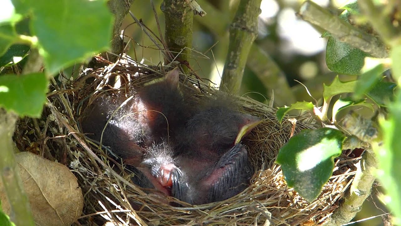 Blue Jay Snatches Up A Baby Chipping Sparrow From Its Nest Youtube