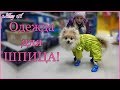 🐩👕😀Комбинезончик и ботиночки для моей Мелисы. Покупаем обновочки для шпица | Melany A.