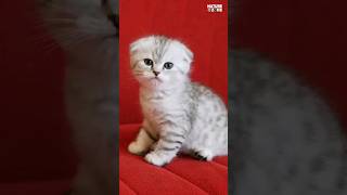 Scottish Fold  Most Expensive Cat Breeds #shorts #cat #pets