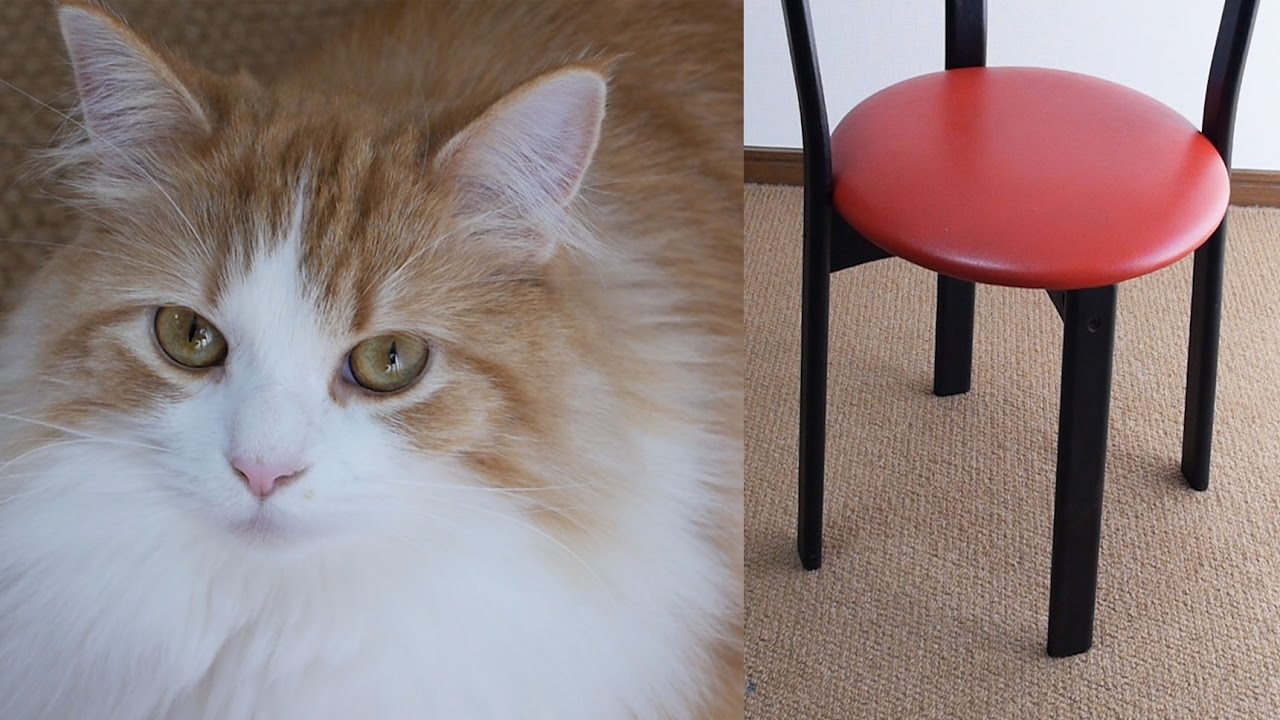 猫カフェ 横浜 【Happy Music】 Cats PRIN is sitting in a red chair, Maine coon staring at me!
