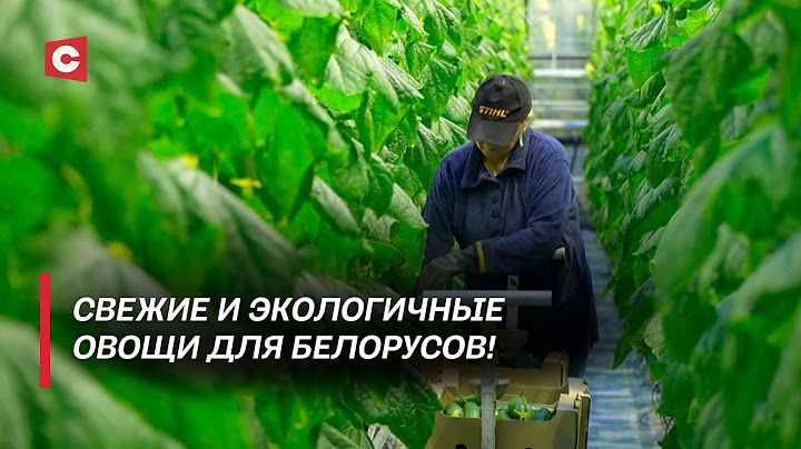 Обеспечат белорусов свежими овощами! | Где и как выращивают огурцы зимой?