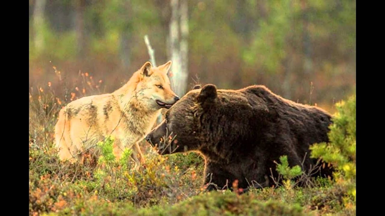 野生のクマとオオカミが一緒に狩りをしていた ラブラブな関係 らばq