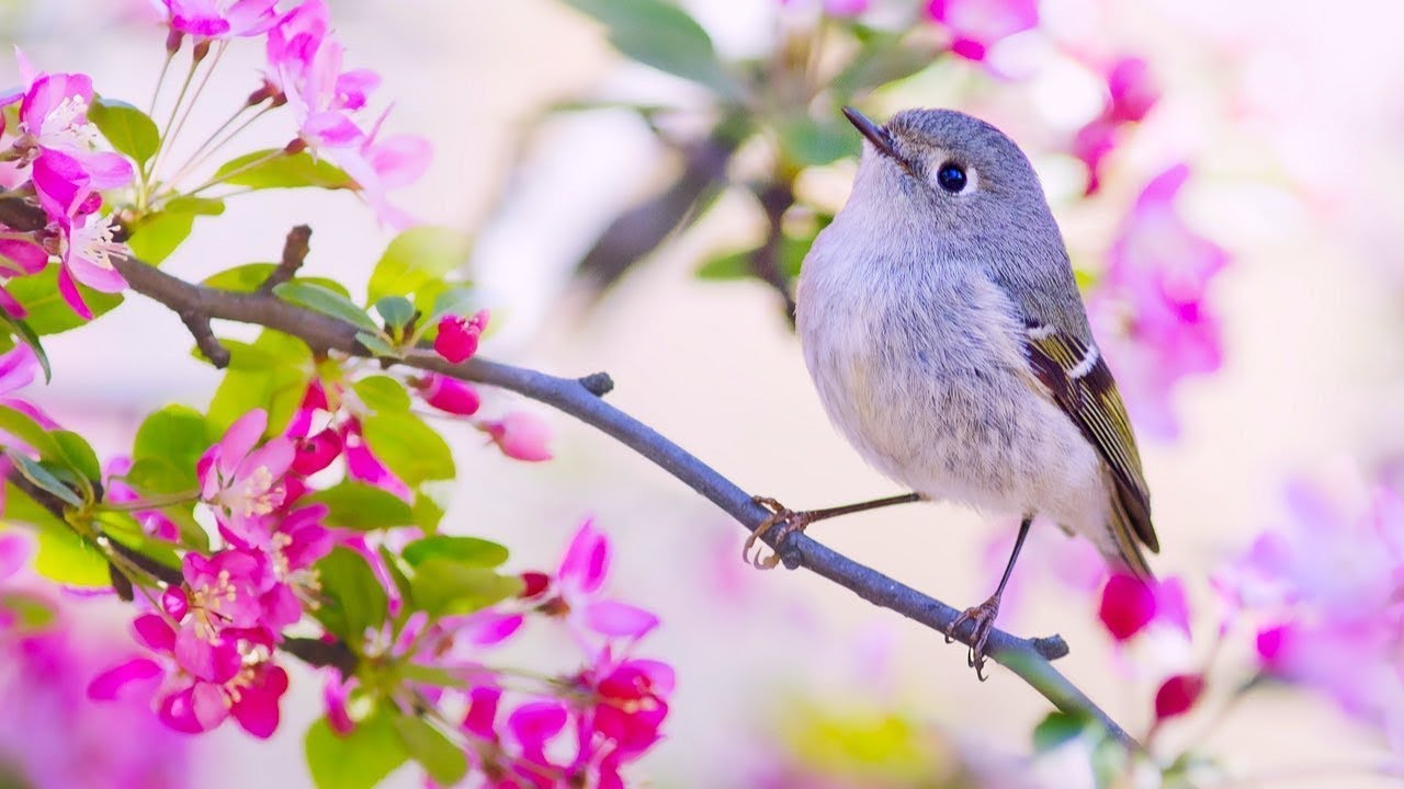 Turn your eyes upon Jesus (Instrumental) - Traditional Beautiful Hymn - Arranged by Tim Janis