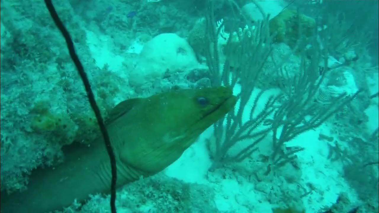 Moray eel YouTube