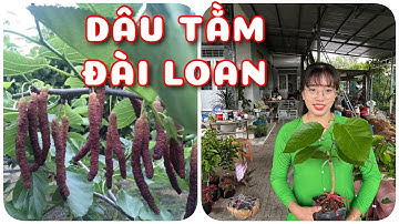 Cây Dâu Tằm Đài Loan | 0386569374 - Ngọc Ngân Bến Tre | Chuyên cây độc lạ