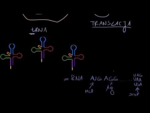 Wideo: Jaka jest sekwencja komplementarna do nici RNA Ucgaugg?