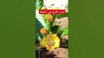سورة.النمل.خالد.الجليل #المصحف #quran #راحة_نفسية #لايك #دويتو #اكسبلور احترم.القران.دقيقة #متابعه