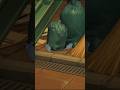 【ZZZ】Small animals in ZZZ are also very detailed design.... #zenlesszonezero #zzzgameplay