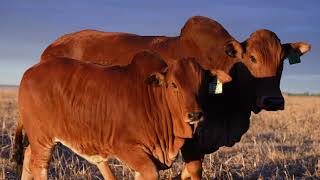 JACKIE | VST12-0044 | Boran cow