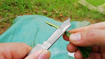 Cách ghép bưởi nối ngọn, ghép nêm - how to graft grapefruit tree