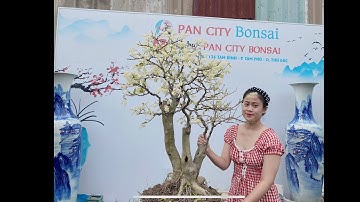 Pan City 430 | Đặc biệt thanh lý định kỳ 9 cây nguyệt quế to khủng và bán thêm 7 cây khác