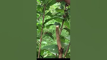 Ghép cây ổi đơn giản